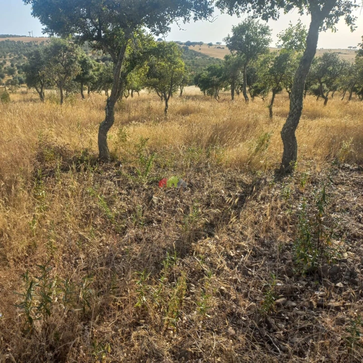Terreno para Venda em Santa Cruz Foto 2