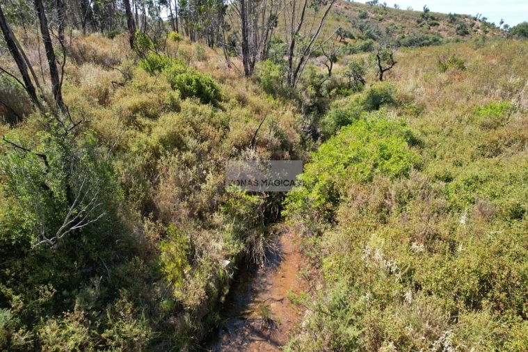 Terreno para Venda em Barão de São Miguel Foto 3