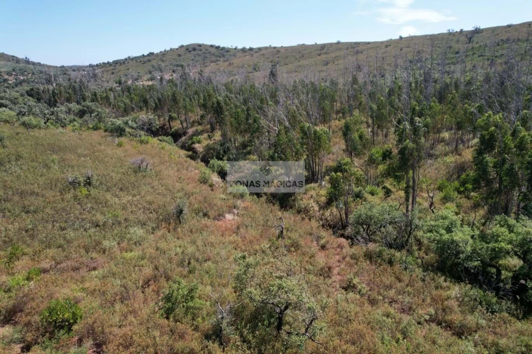 Terreno para Venda em Barão de São Miguel Foto 5