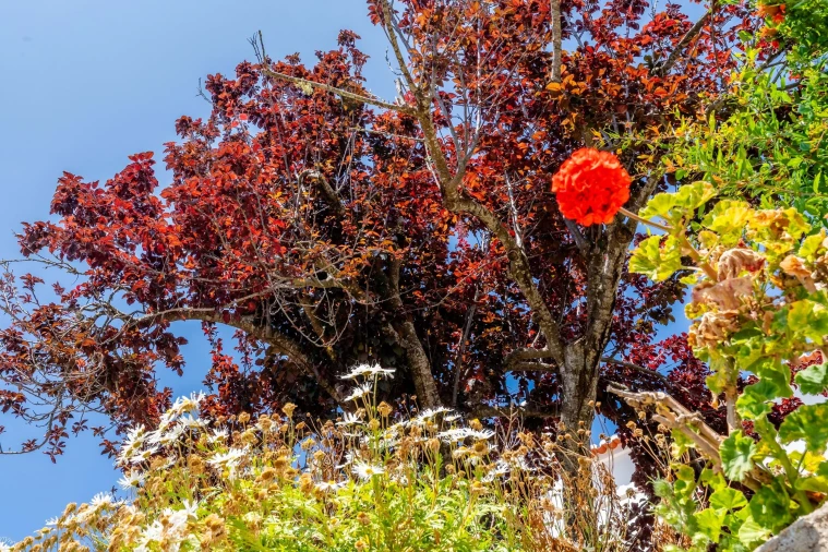 Moradia T1 para Venda em Bordeira Foto 25