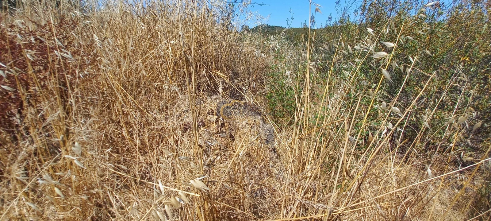 Quinta T2 para Venda em São Marcos da Serra Foto 16