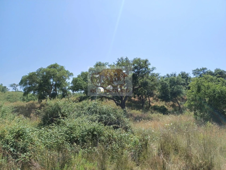 Terreno Misto para Venda em Grândola e Santa Margarida da Serra Foto 16