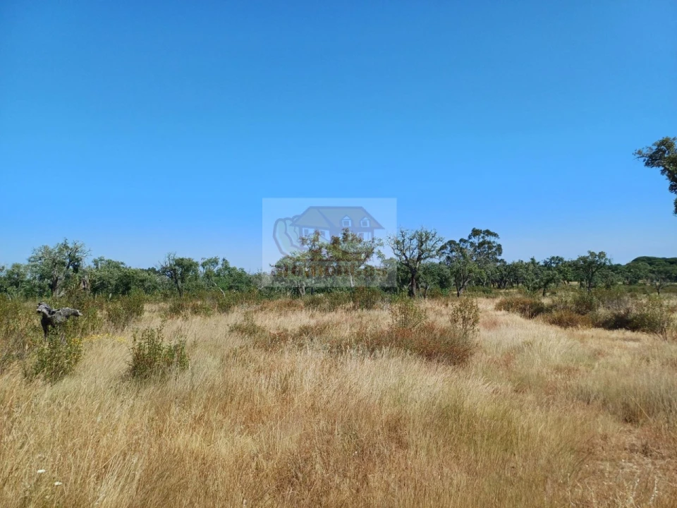 Terreno para Venda em Abela Foto 7