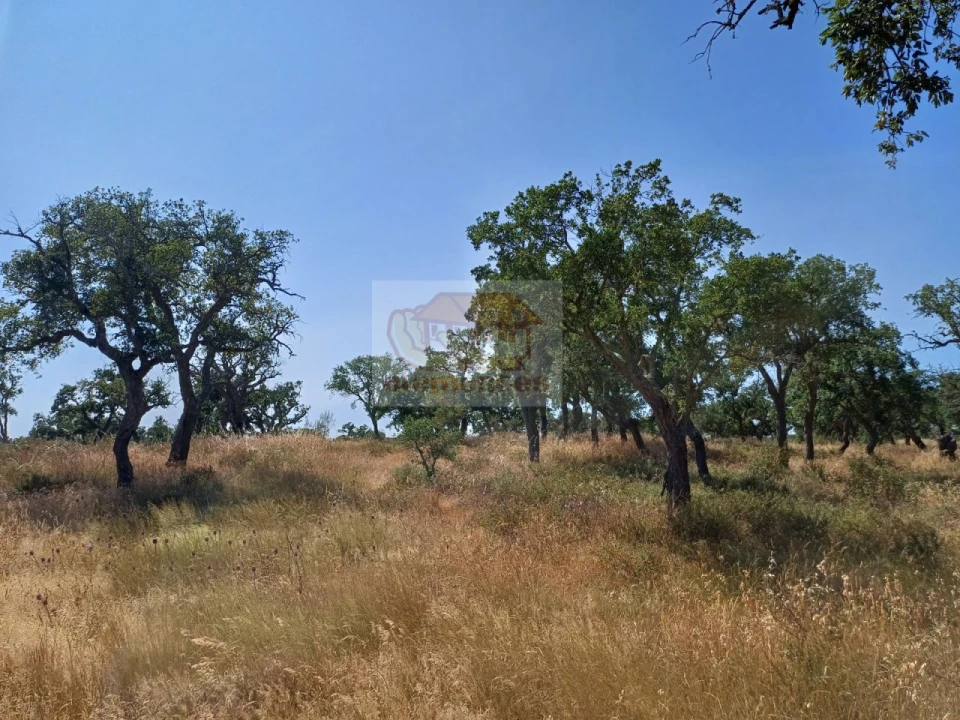 Terreno para Venda em Abela Foto 8