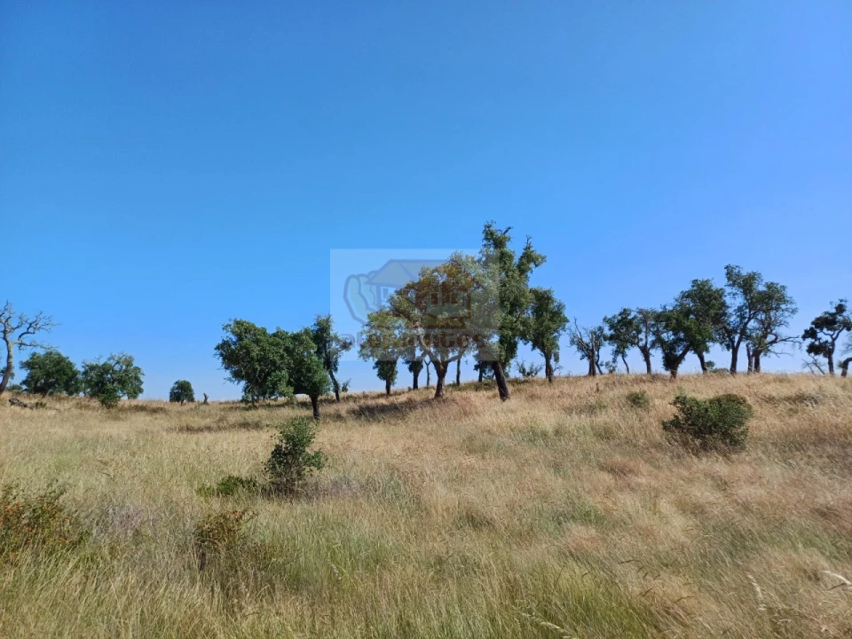 Terreno para Venda em Abela Foto 11