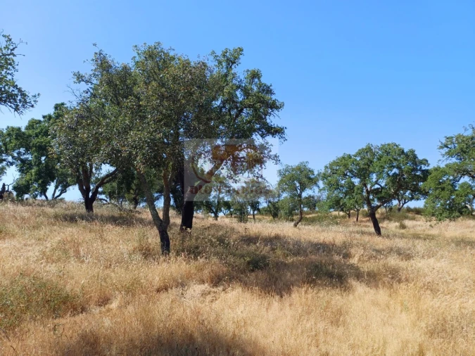 Terreno para Venda em Abela Foto 2
