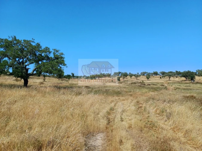 Terreno para Venda em Abela Foto 4