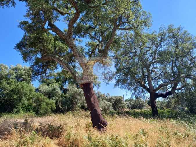 Terreno para Venda em Abela Foto 1
