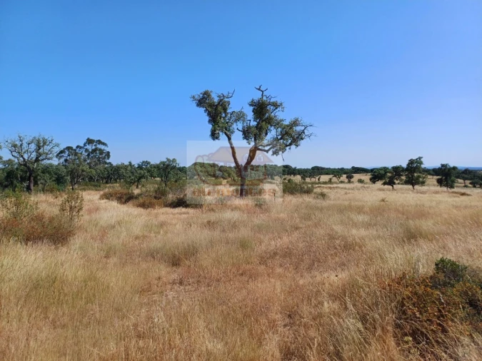 Terreno para Venda em Abela Foto 3