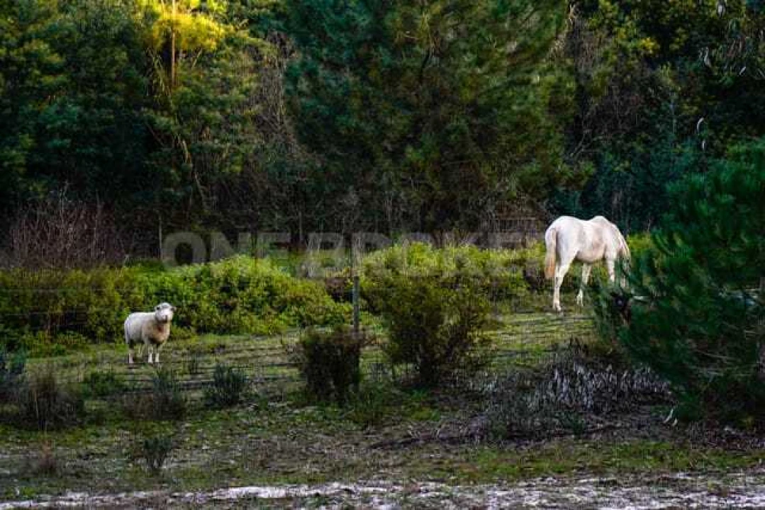 Quinta T3 para Venda em Cortiçadas de Lavre e Lavre Foto 18