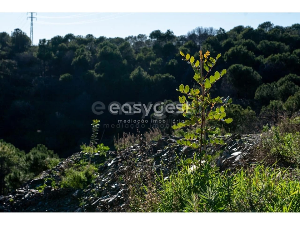 Terreno Agricola ou Rústico para Venda em Vila Nova de Cacela Foto 20