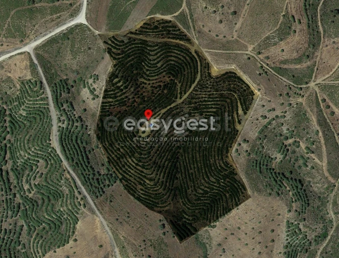 Terreno Agricola ou Rústico para Venda em Vila Nova de Cacela Foto 24
