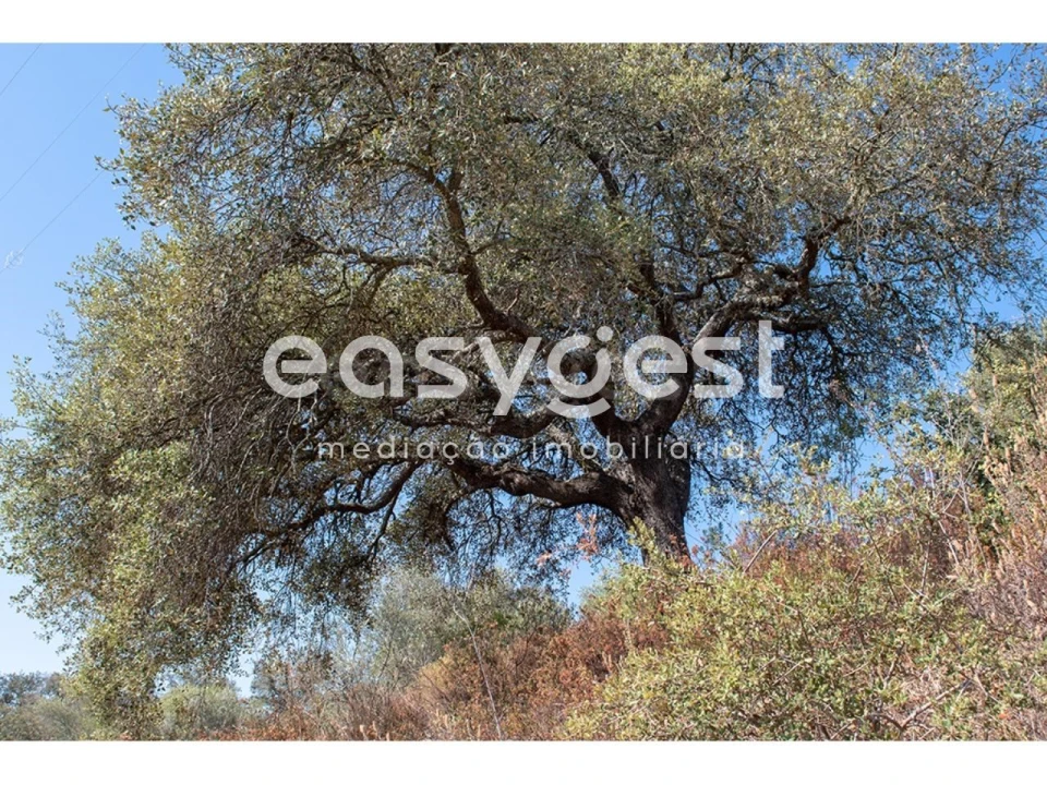 Terreno Agricola ou Rústico para Venda em Alcoutim e Pereiro Foto 8