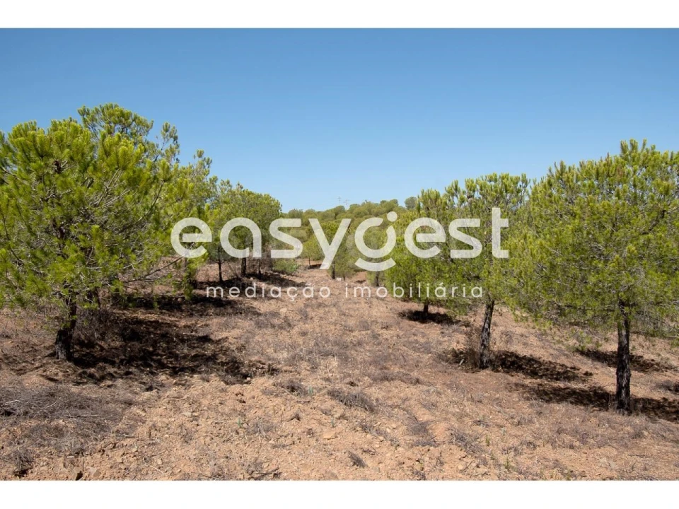 Terreno Agricola ou Rústico para Venda em Azinhal Foto 8