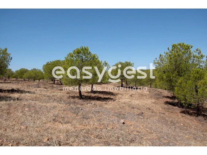 Terreno Agricola ou Rústico para Venda em Azinhal Foto 6