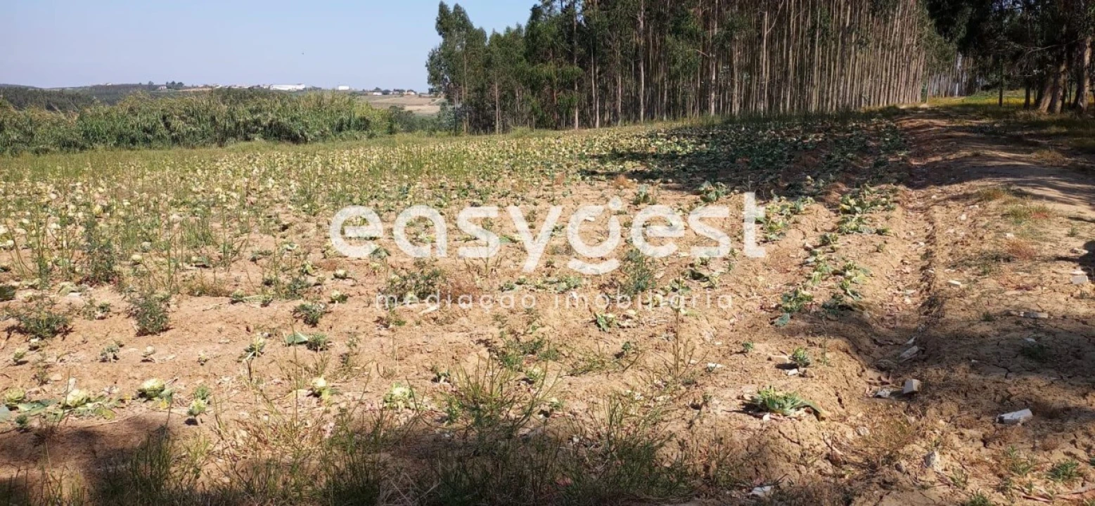 Terreno Agricola ou Rústico para Venda em Reguengo Grande Foto 1