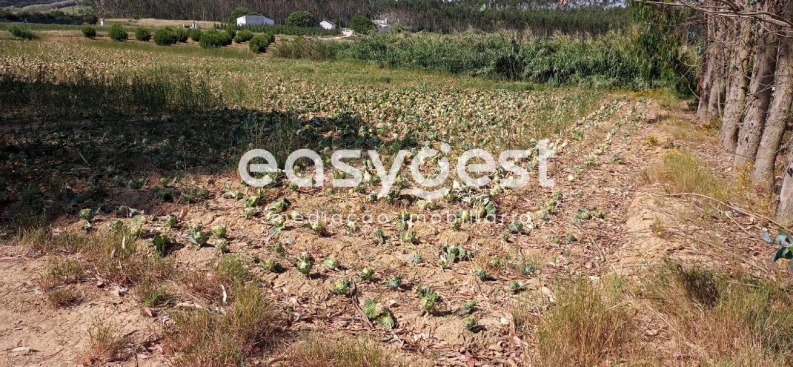 Terreno Agricola ou Rústico para Venda em Reguengo Grande Foto 3