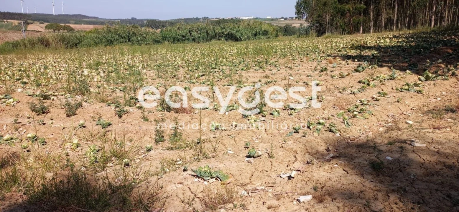 Terreno Agricola ou Rústico para Venda em Reguengo Grande Foto 4