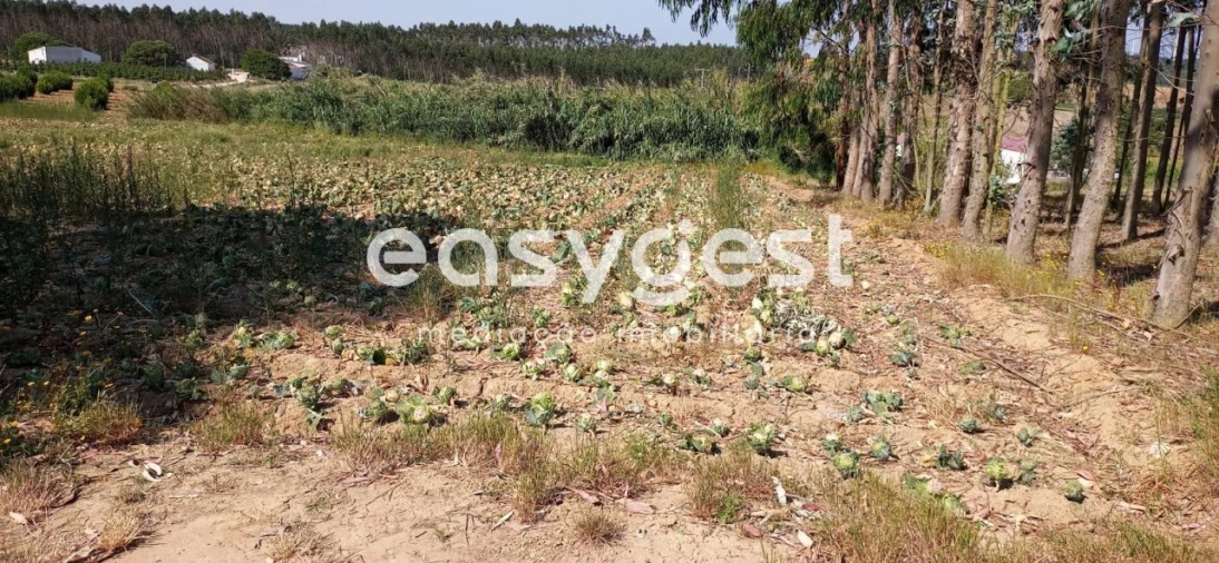 Terreno Agricola ou Rústico para Venda em Reguengo Grande Foto 6