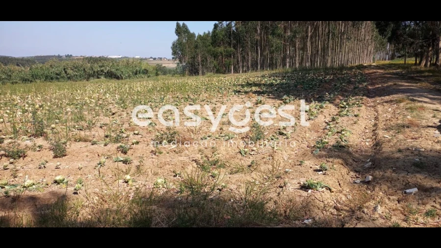 Terreno Agricola ou Rústico para Venda em Reguengo Grande