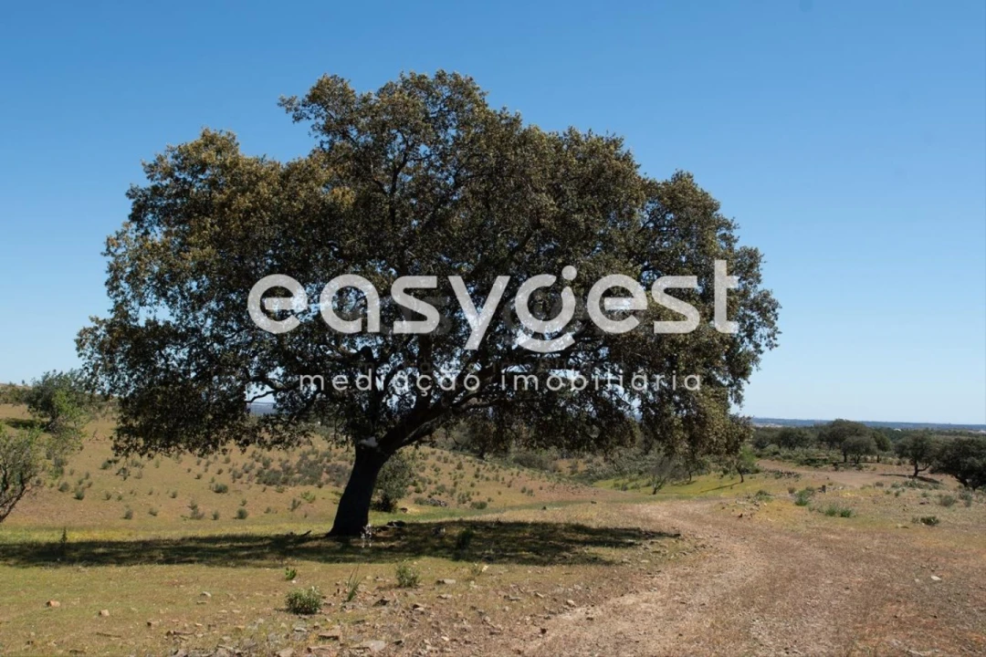 Terreno para Venda em Azinhal Foto 7