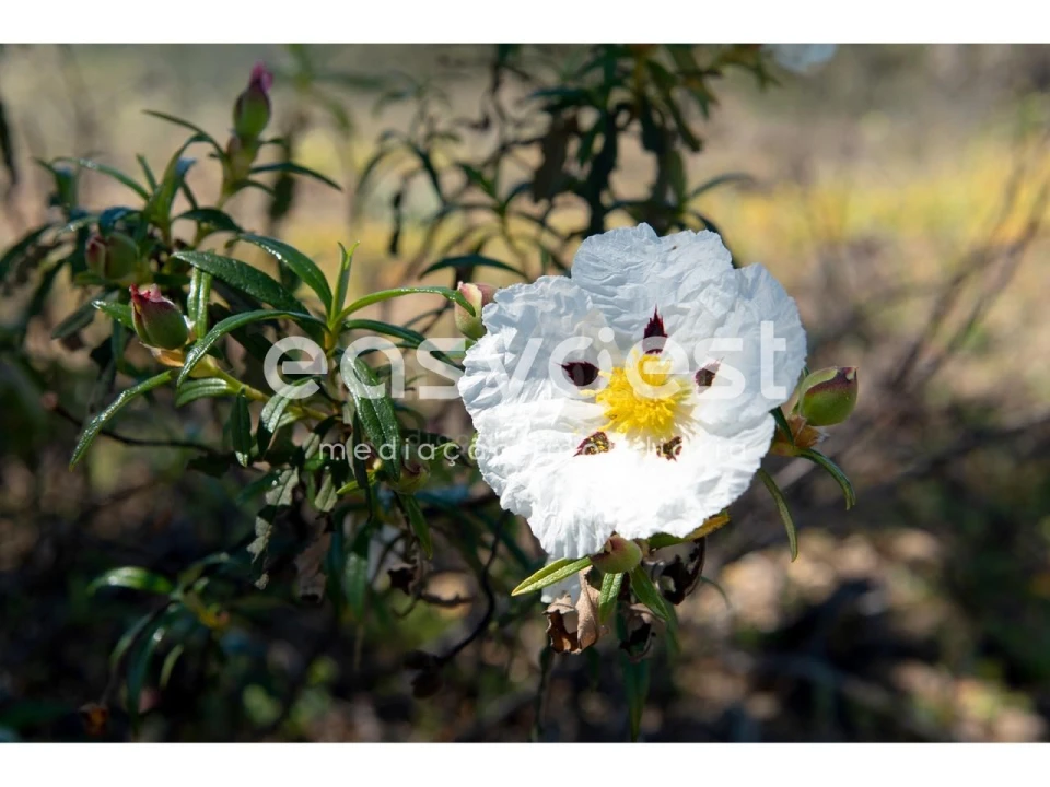 Terreno para Venda em Azinhal Foto 2