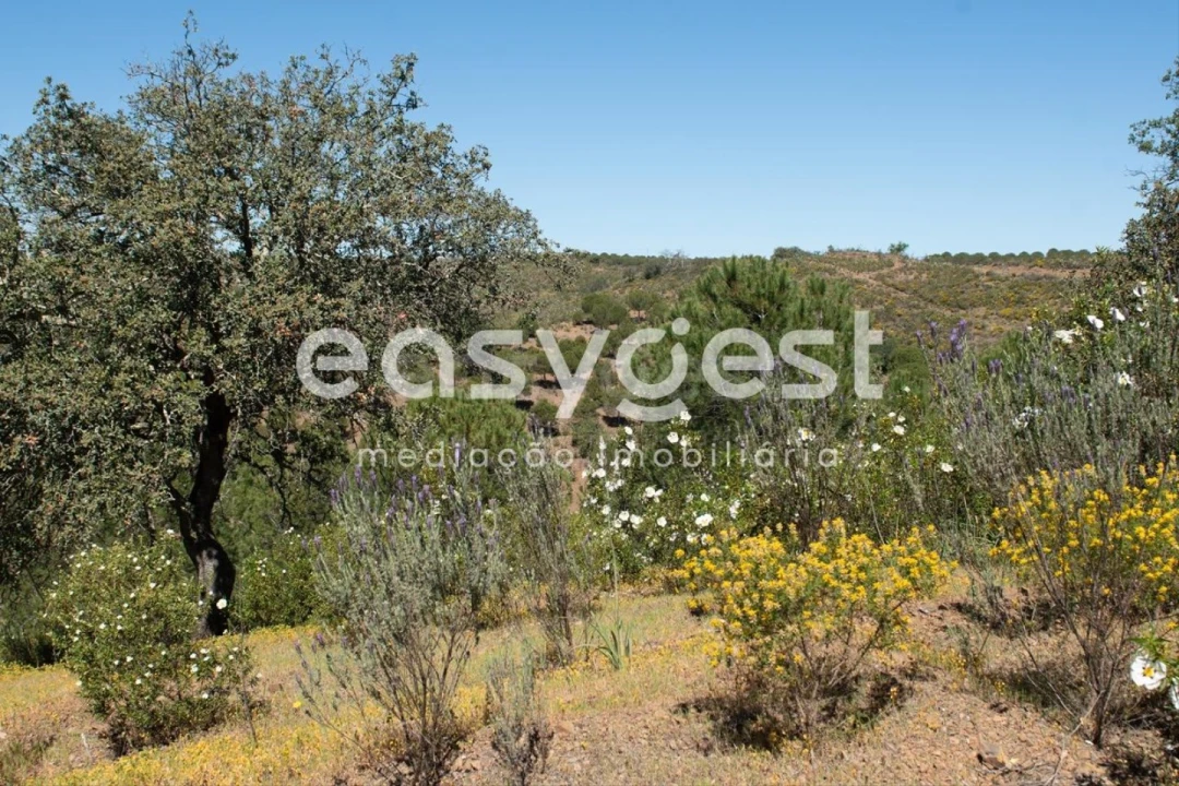 Terreno para Venda em Azinhal Foto 17