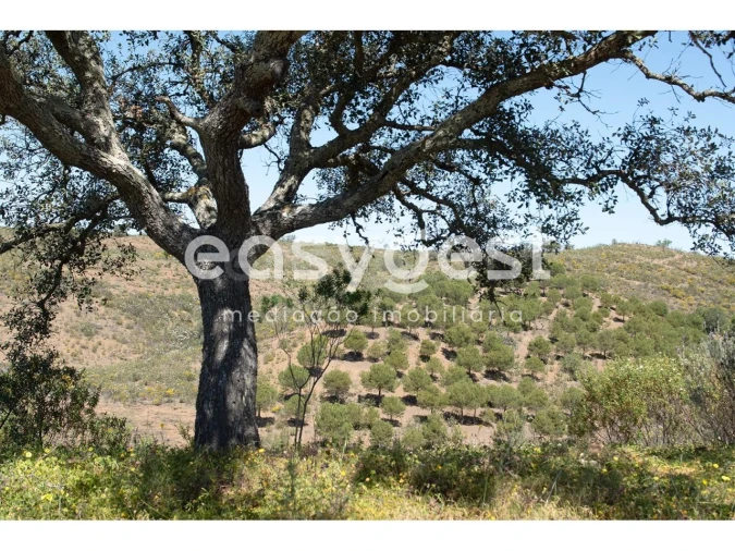 Terreno para Venda em Azinhal Foto 3