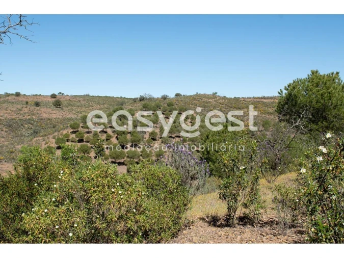 Terreno para Venda em Azinhal Foto 7