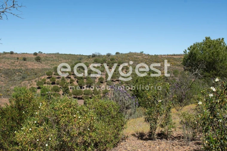 Terreno para Venda em Azinhal Foto 16