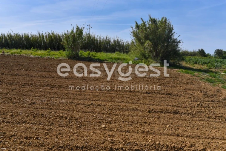 Terreno para Venda em Reguengo Grande Foto 11