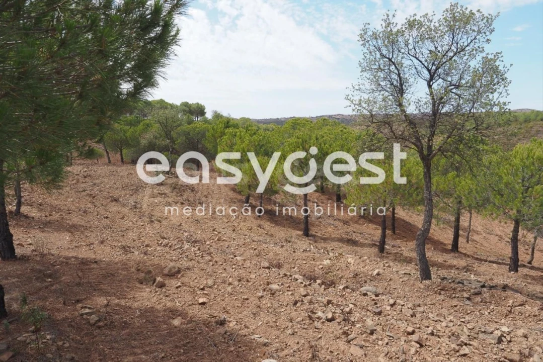 Terreno Agricola ou Rústico para Venda em Azinhal Foto 7