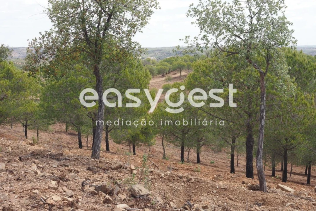 Terreno Agricola ou Rústico para Venda em Azinhal Foto 18