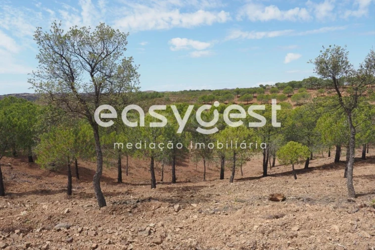 Terreno Agricola ou Rústico para Venda em Azinhal Foto 6