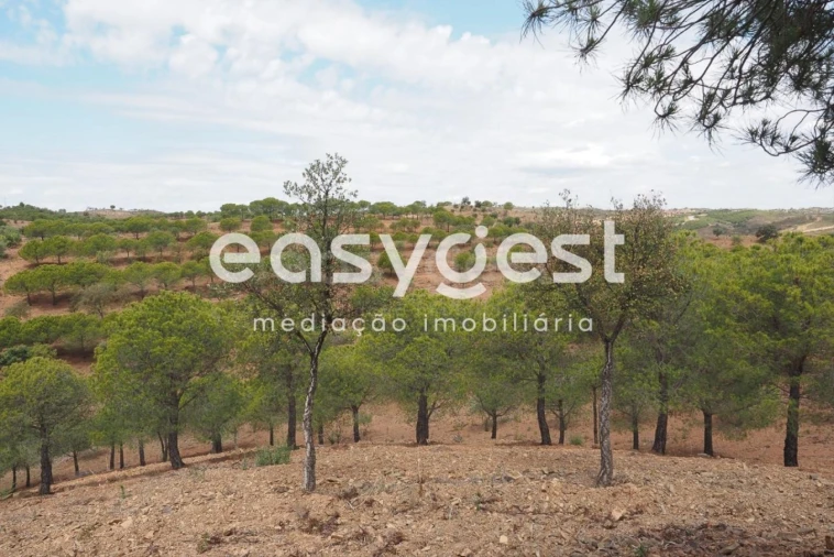 Terreno Agricola ou Rústico para Venda em Azinhal Foto 10