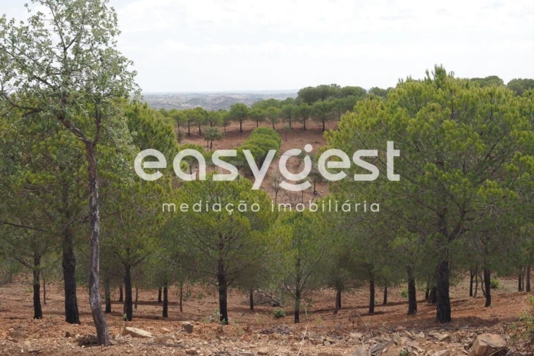 Terreno Agricola ou Rústico para Venda em Azinhal Foto 17