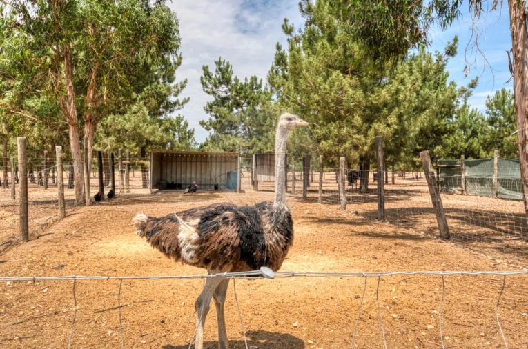 Terreno para Venda em Marinhais Foto 21