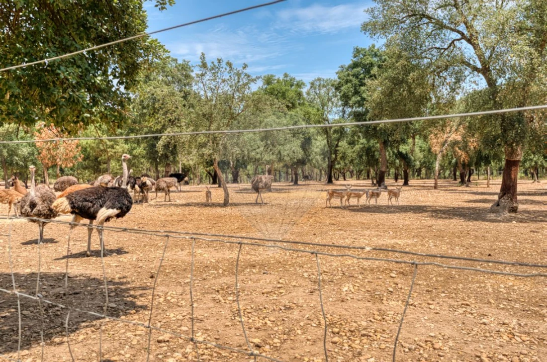 Terreno para Venda em Marinhais Foto 24