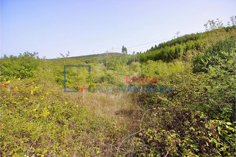 Terreno para Venda em Igreja Nova e Cheleiros Foto 14
