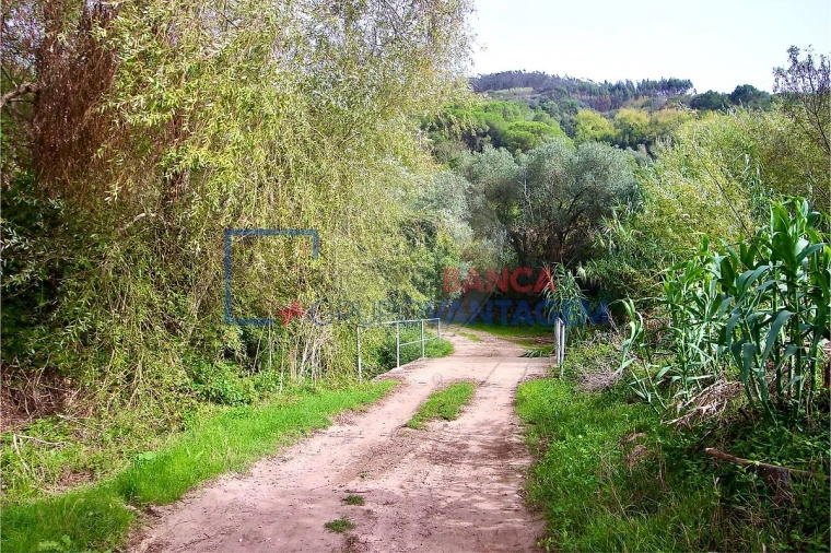 Terreno para Venda em Igreja Nova e Cheleiros Foto 10