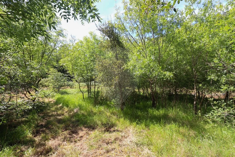 Terreno para Venda em Igreja Nova e Cheleiros Foto 6