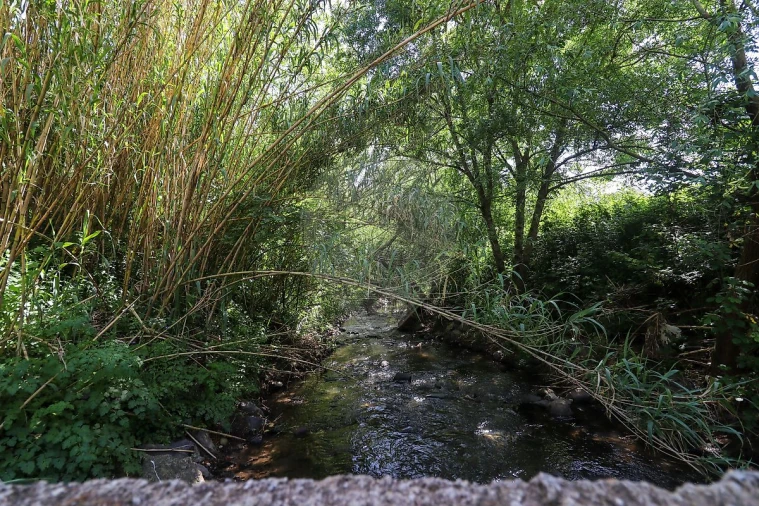 Terreno para Venda em Igreja Nova e Cheleiros Foto 14
