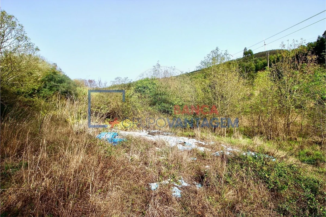 Terreno para Venda em Igreja Nova e Cheleiros Foto 12