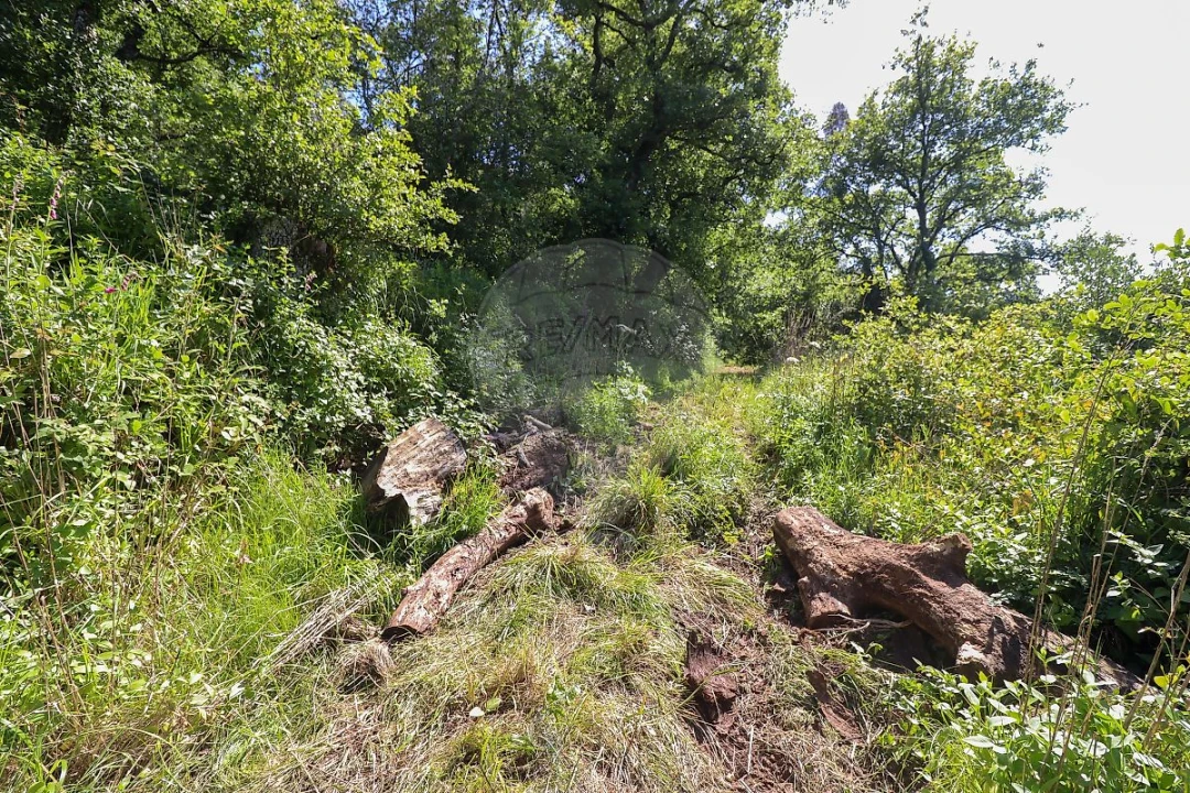 Terreno para Venda em Igreja Nova e Cheleiros Foto 12