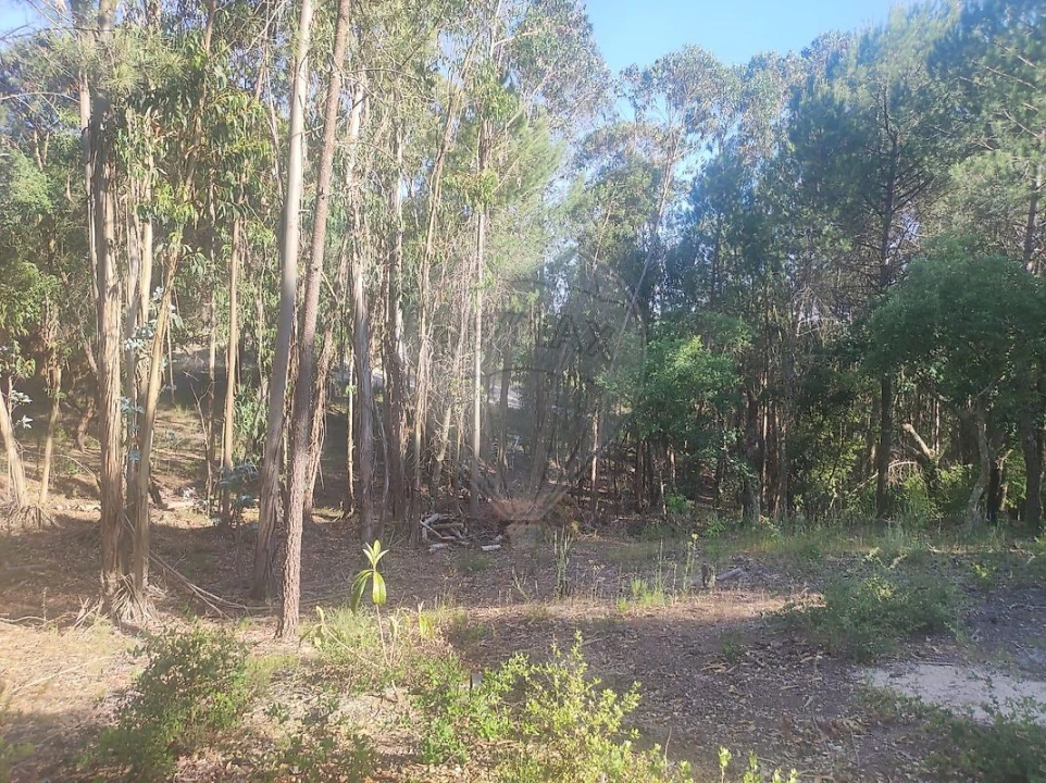 Terreno para Venda em Branca Foto 1