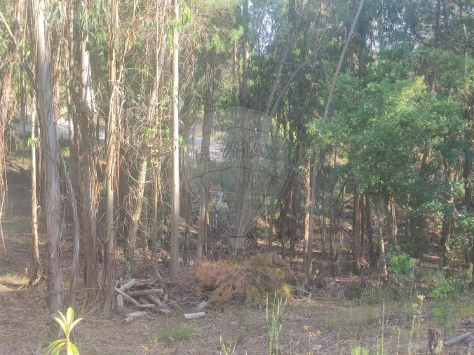 Terreno para Venda em Branca Foto 4