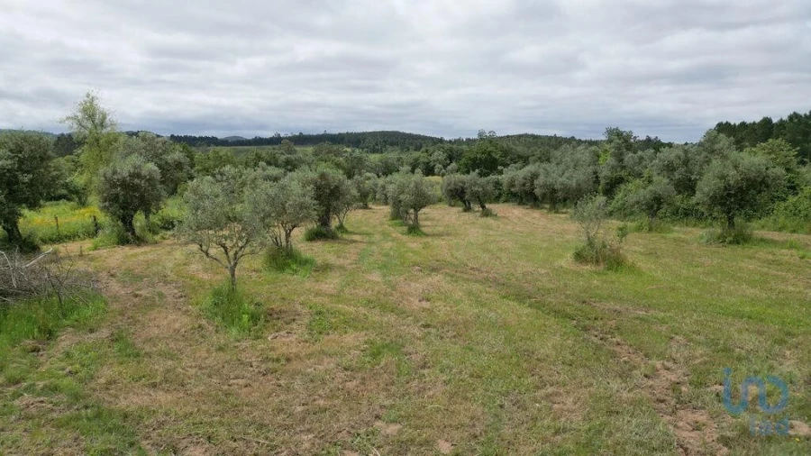 Terreno para Venda em Espinhal Foto 13