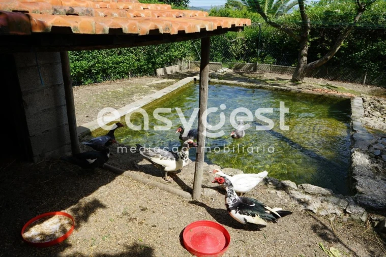 Terreno Misto para Venda em Rapa e Cadafaz Foto 44