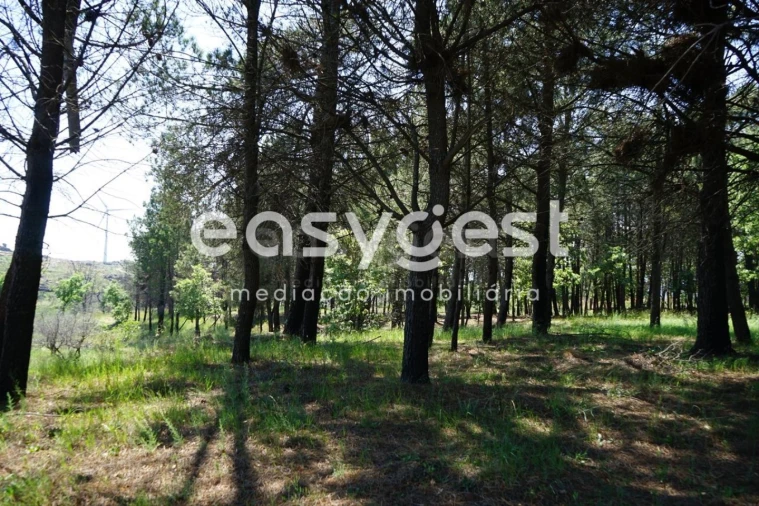 Terreno Agricola ou Rústico para Venda em Sortelha Foto 12