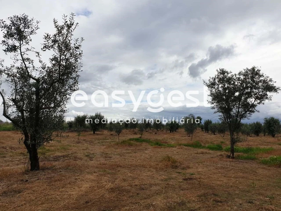 Quinta para Venda em Travancinha Foto 6